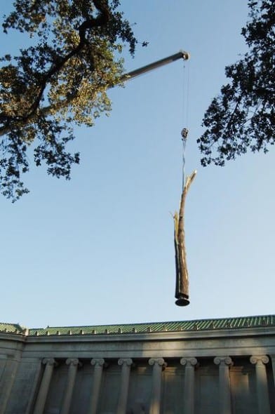 penone in texas