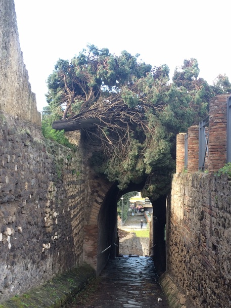 Pompei: cadono due alberi per colpa del maltempo
