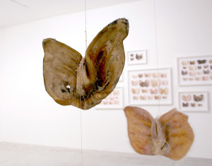 Joy Machine Chiara Lecca Orecchie Maiale Animali Arte Contemporanea Locarno Fondazione Ghisla