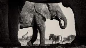 Natural frame. © Morkel Erasmus and Natural History Museum