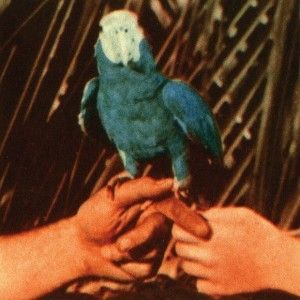 andrew bird Are You Serious