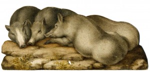 Sinibaldo Scorza: Cuccioli di cinghiale. Acquerello e tempera su carta, 88 x 198 mm. Collezione privata