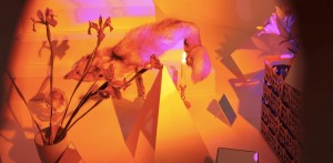 Marc Camille Chaimowicz alla Triennale di Milano