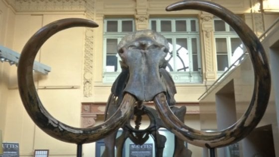 All'asta mammut di 15mila anni fa: stima da 500mila euro