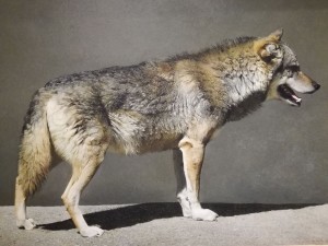 Marzio Tamer: un pittore per natura a Milano