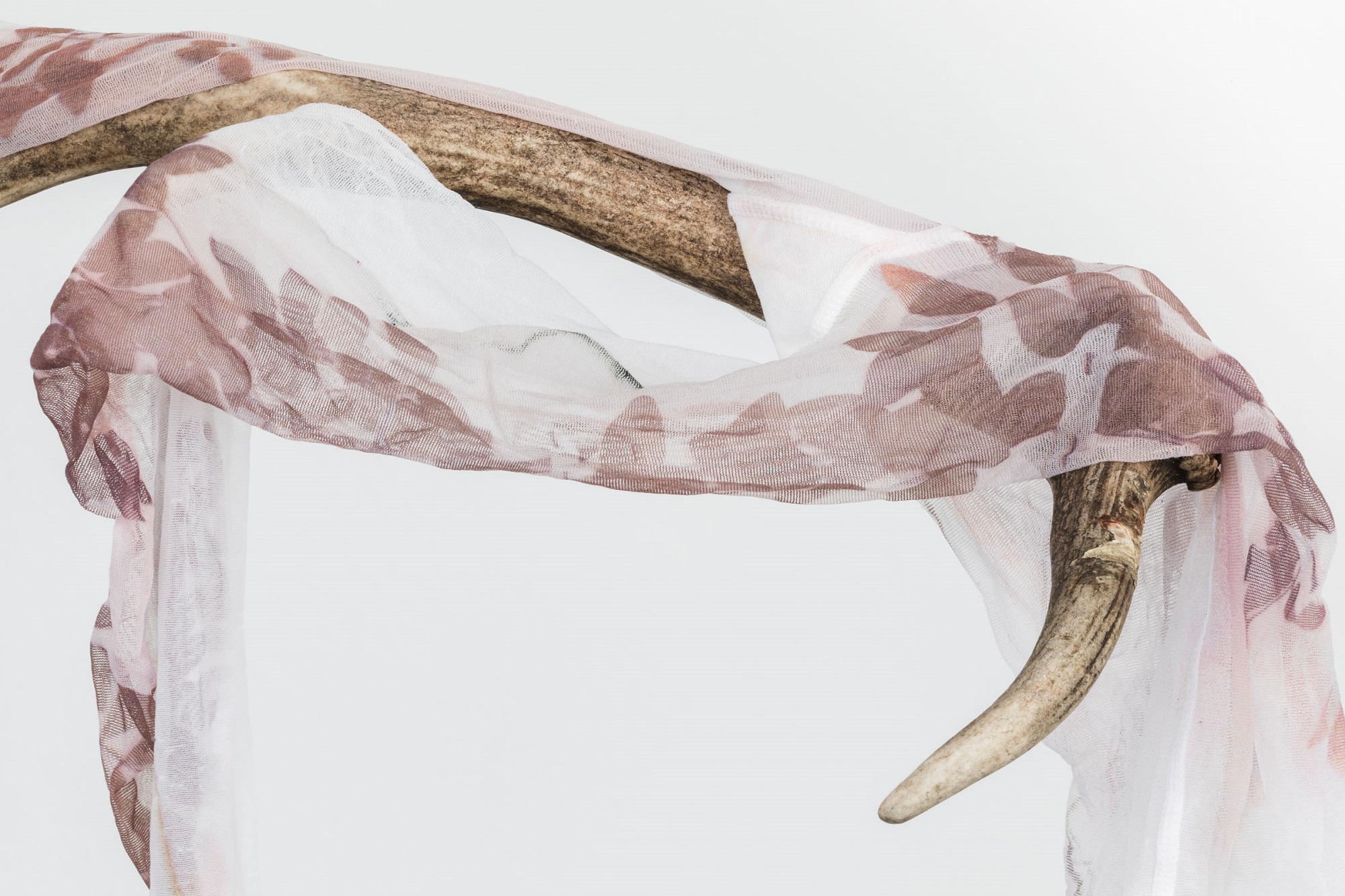 Into the Wild - Luca Trevisani Il secco e l’umido, 2016 UV print on stockings, animal horn, plexiglas