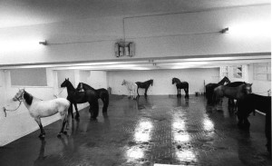 Jannis Kounellis, Cavalli, Galleria L'Attico, Roma, 1969