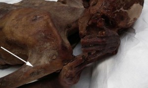 I più antichi tatuaggi della storia trovati su due mummie egizie (foto British Museum)
