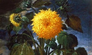 Il Girasole di Bartolomeo Bimbi del Museo della Natura Morta di Firenze