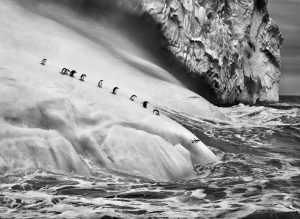 Isole South Sandwich, 2009 © Sebastião Salgado/Amazonas Images/Contrasto