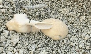 La scultura del coniglio riemersa a Pompei
