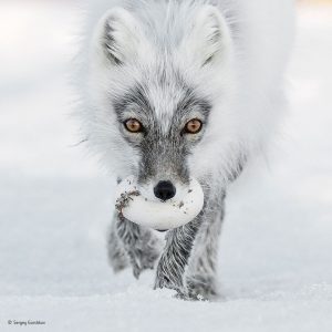 Wildlife Photographer of the Year