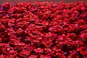 Cho Sung-Hee Happy Blossom