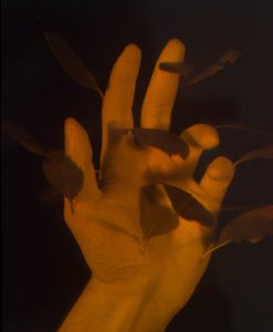 Daniel Steegmann Mangrané Mano con hojas, 2013