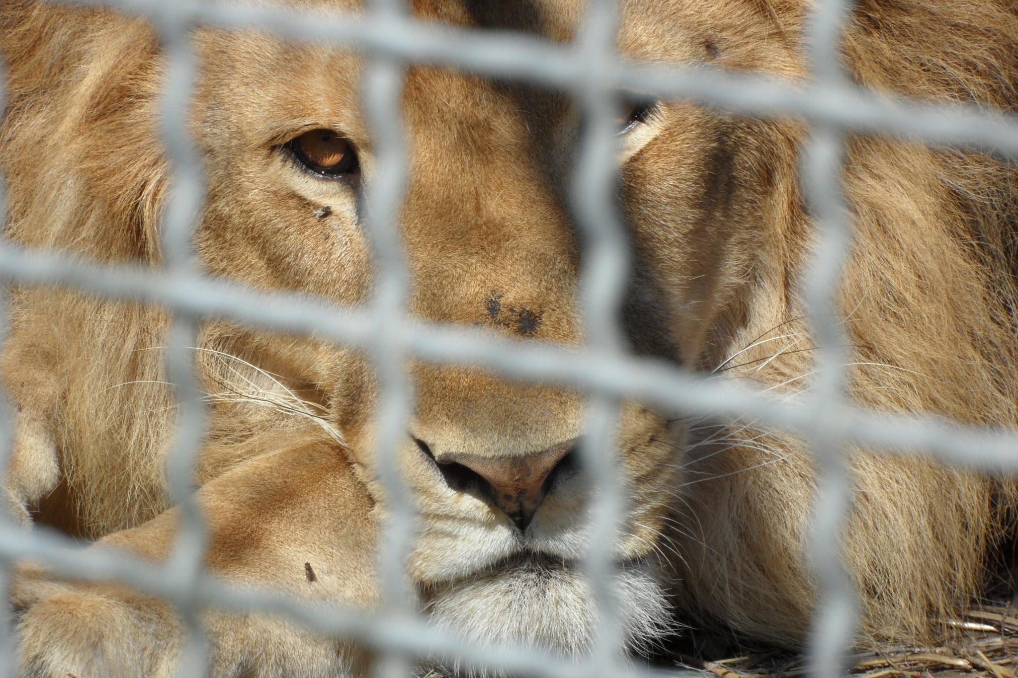 Le (virtuose?) schizofrenie di Bonisoli. Verso lo stop agli animali nei circhi