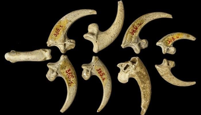Gioielli preistorici. Scoperta l’incredibile ultima collana dei Neanderthal fatta con artigli d’aquila