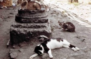 Simone Forti, Largo Argentina (AKA Rome Cats), 1968/2012