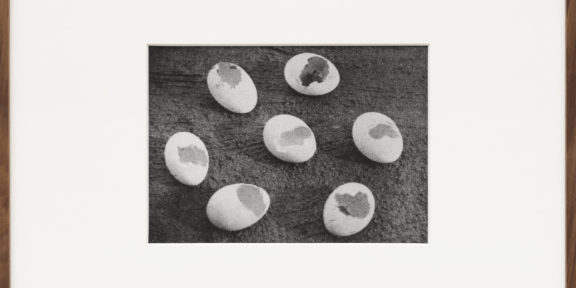 Alessandra Spranzi, Gusci di uova mangiate da una faina (L’insieme è nero), 2016, stampa ai sali d’argento/gelatin silver print, cm.18x25 (incorniciata/framed cm.44x52), ed.3+2pda. ph.C.Favero - Courtesy P420