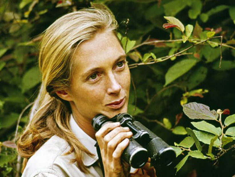 Jane Goodall in Tanzania, 1965. dal sito janegoodall.org