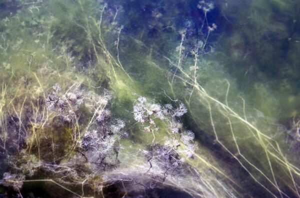 Pina Inferrera - FRAGILE maneggiare con cura 1