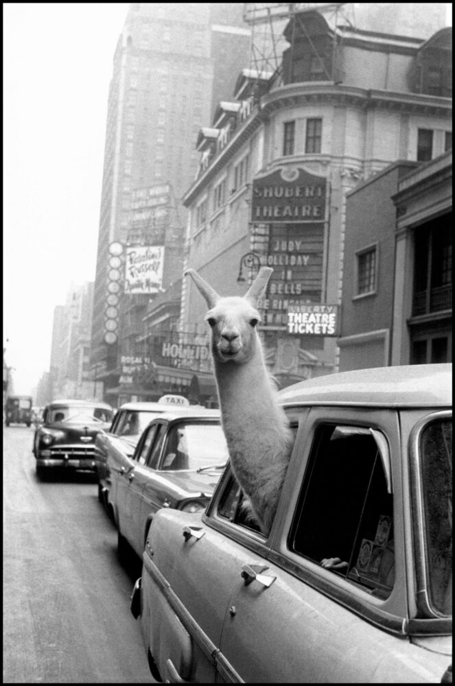 Inge Morath, Un lama a Times Square, New York, 1957, © Fotohof archiv/Inge Morath/ Magnum Photos