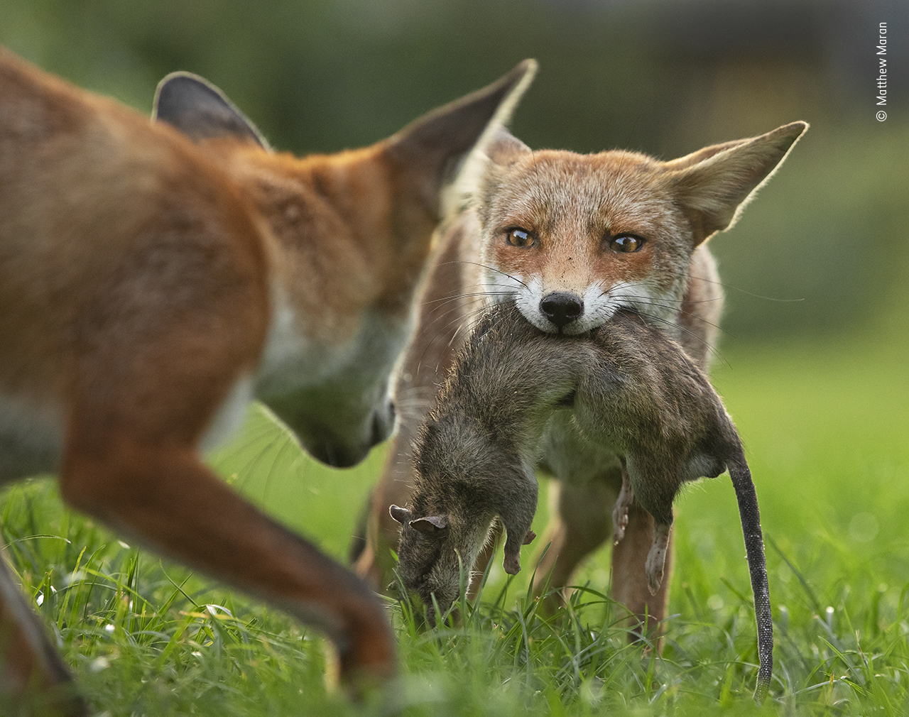 Wildlife photographer of the year 2020: 16 scatti in anteprima