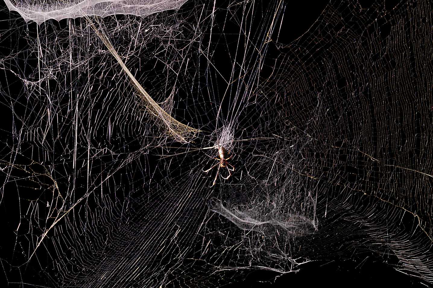 Osservare i ragni per capire l’uomo: un’intervista a Tomás Saraceno