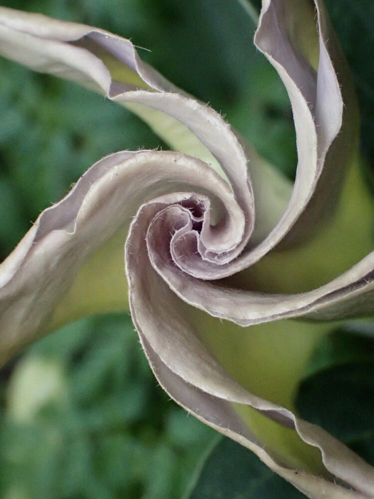 Un fiore della Datura wrightii