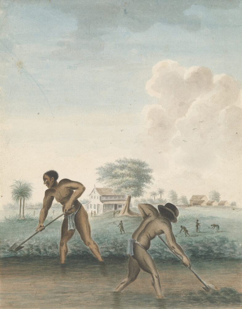 Anonymous, Enslaved Men Digging Trenches, c. 1850, Rijksmuseum, purchased with the support of the Johan Huizinga Fonds/Rijksmuseum Fonds