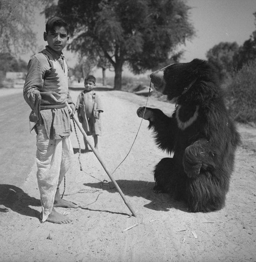 Montreur d’ours. Environs d’Agrâ (Uttar Pradesh, Inde). 1961. © Hélène Roger-Viollet / Roger-Viollet