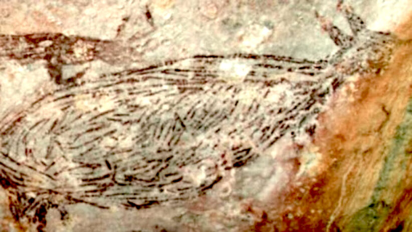 Una delle pitture rupestri scoperte in Australia