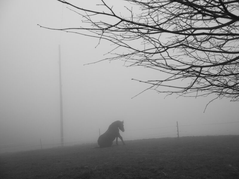 A horse. Switzerland, 2020