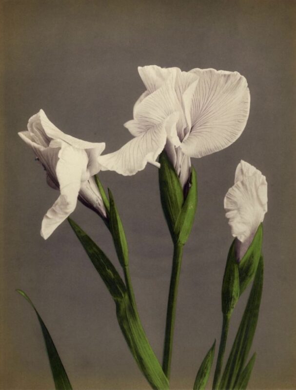 Ogawa Kazumasa, Iris, 1896 Copyright © MUSEC / Fondazione Ada Ceschin e Rosanna Pilone