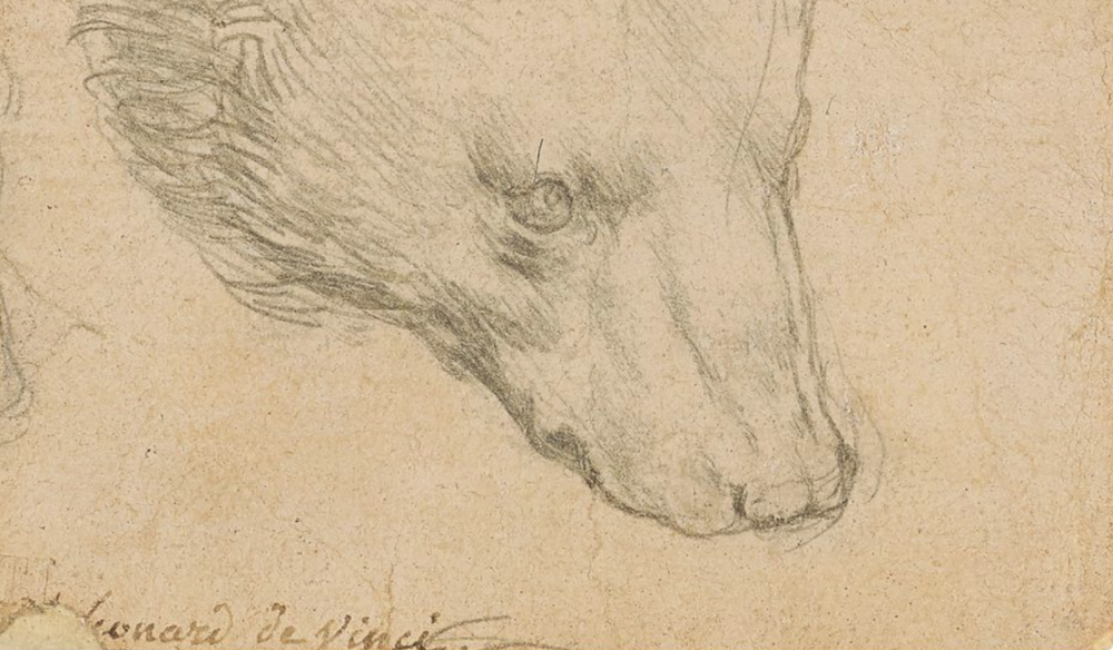 Head of a Bear, di Leonardo (particolare)