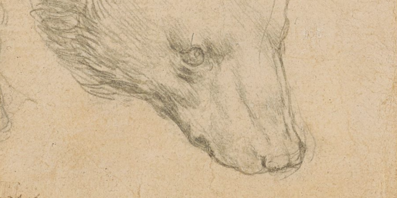 Head of a Bear, di Leonardo (particolare)