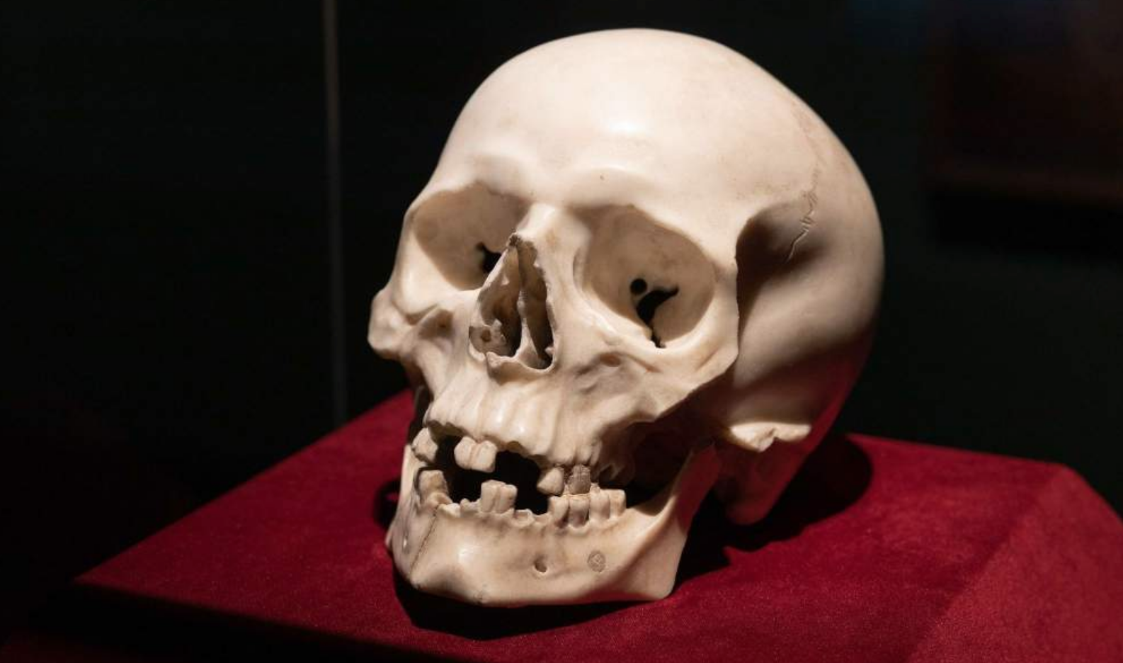 Memento mori. Ritrovato a Dresda il misterioso teschio di Gian Lorenzo Bernini