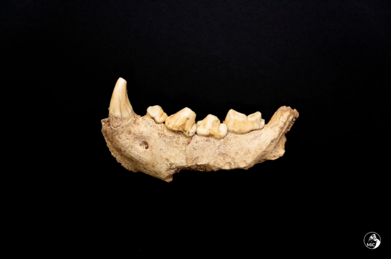 Clamorosi ritrovamenti Neanderthal nella Grotta Guattari al Circeo ©️ Ufficio Stampa E Comunicazione MiC, Foto Emanuele Antonio Minerva
