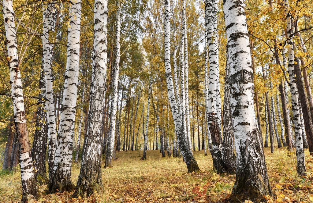 In arrivo Risonanze, il festival del “legno che suona”: un’immersione nella tradizione secolare dell’abete