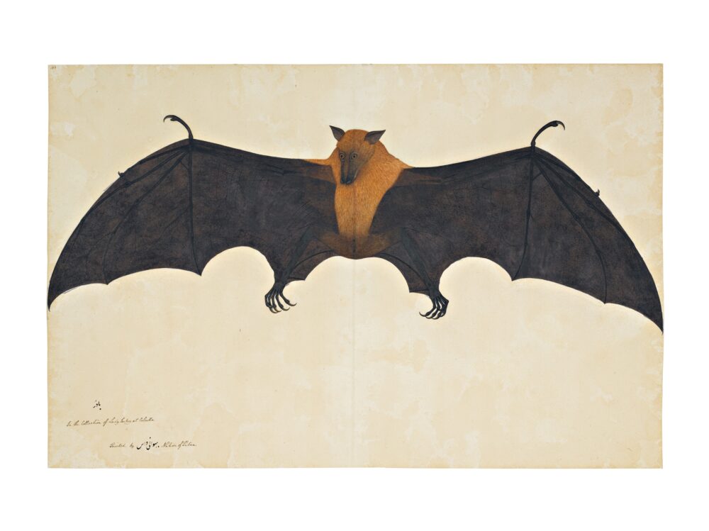 A Great Indian Fruit Bat or Flying Fox, From The Impey Album, Signed by Bhawani Das, Company School, Calcutta, circa 1778-82 (est. £300,000-500,000)