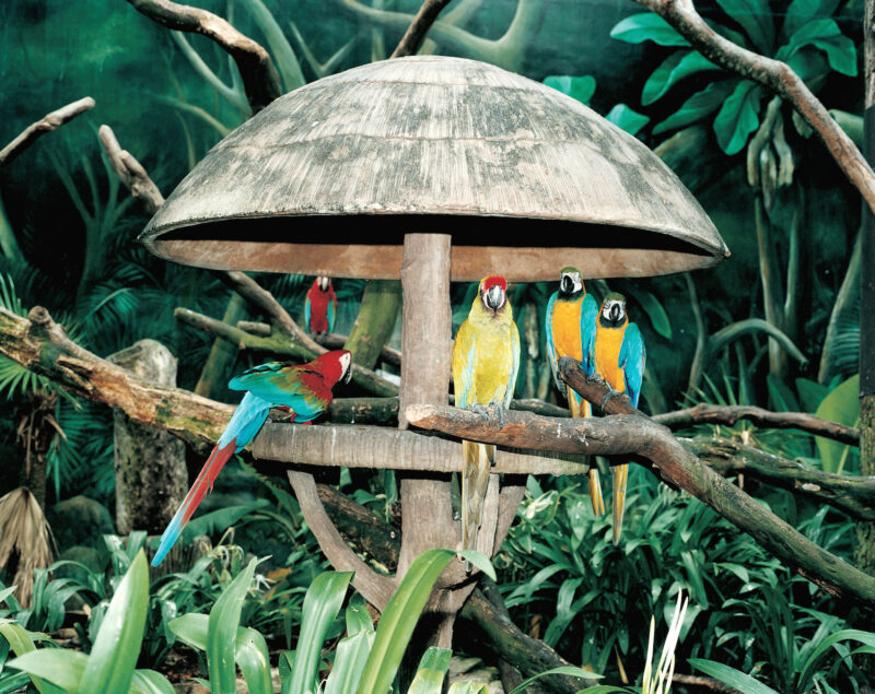 Armin Linke per la Diciassettesima Giornata del Contemporaneo, Jurong Bird Park, Singapore, 1999 – 2021