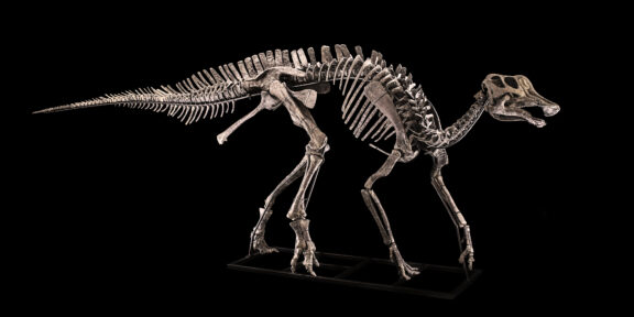Hypacrosaurus sp., Cretaceo superiore, Campaniano (75- 67 Ma) Base d'asta: 250.000 - 280.000 euro Credits: Cambi Casa d'Aste