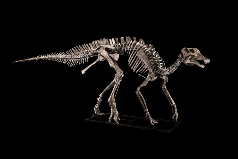 Hypacrosaurus sp., Cretaceo superiore, Campaniano (75- 67 Ma) Base d'asta: 250.000 - 280.000 euro Credits: Cambi Casa d'Aste