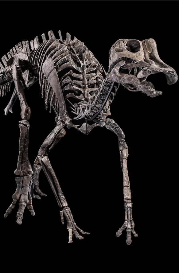 Hypacrosaurus sp., Cretaceo superiore, Campaniano (75- 67 Ma) Base d'asta: 250.000 - 280.000 euro Credits: Cambi Casa d'Aste