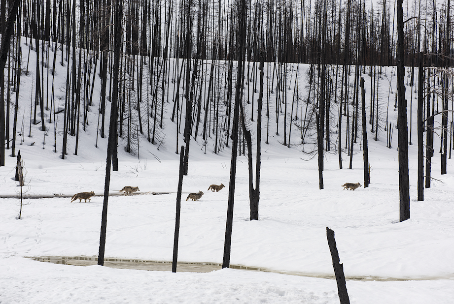 Lo schermo dell'arte