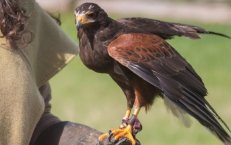L’arte della Falconeria, un "successo" Unesco