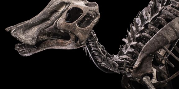 Hypacrosaurus sp., Cretaceo superiore, Campaniano (75-67 milioni di anni fa). Venduto a 300.000 euro