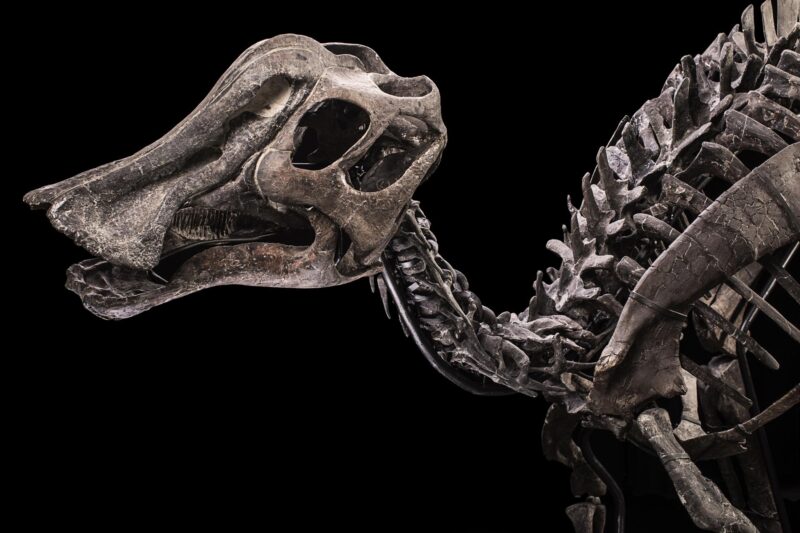 Hypacrosaurus sp., Cretaceo superiore, Campaniano (75-67 milioni di anni fa). Venduto a 300.000 euro
