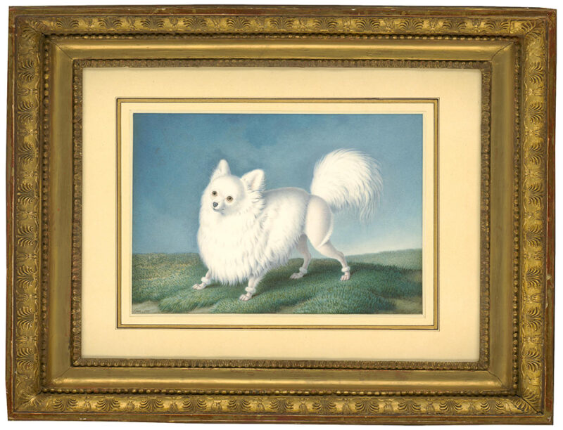 Nicholas Huet, A White Dwarf Spitz, 1820; watercolor and bodycolour on vellum; 8 59/127 x 12 51/127 inches. Image courtesy of the gallery
