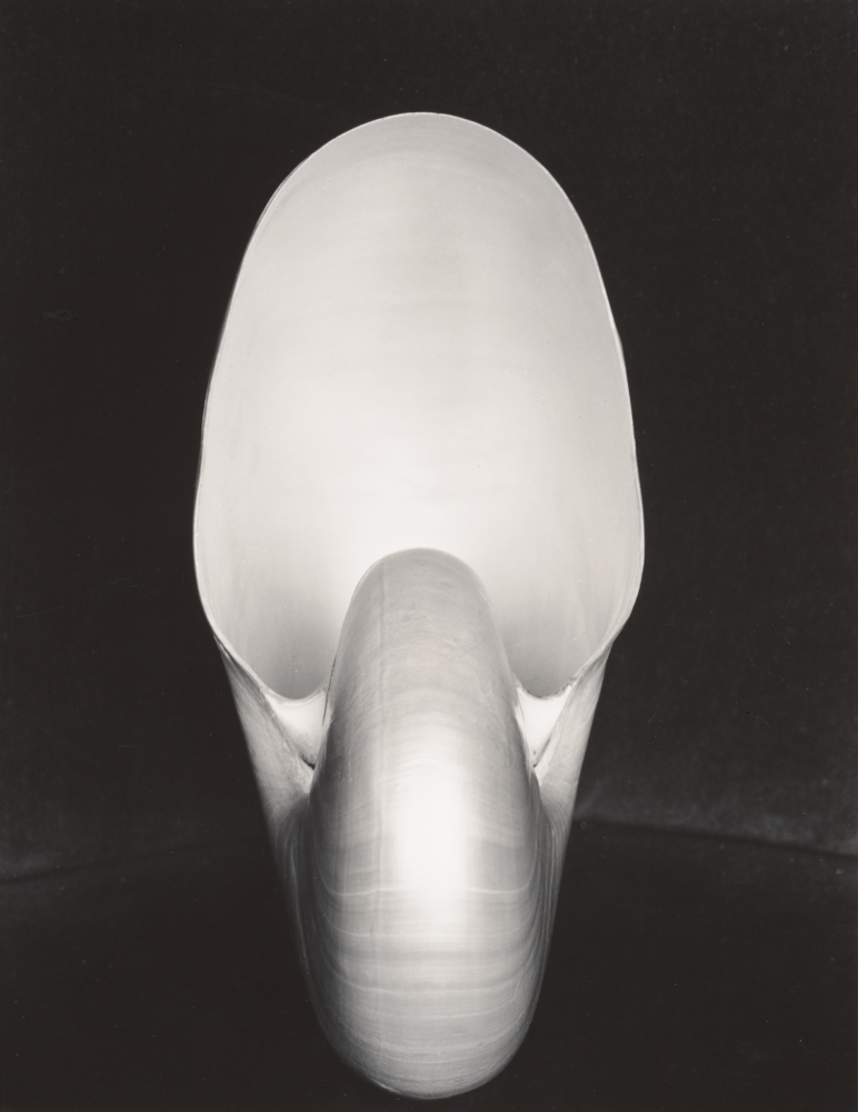 Edward-Weston-Shell-1927-Gelatin-silver-print-©-Center-for-Creative-Photography-Arizona-Board-of-Regents