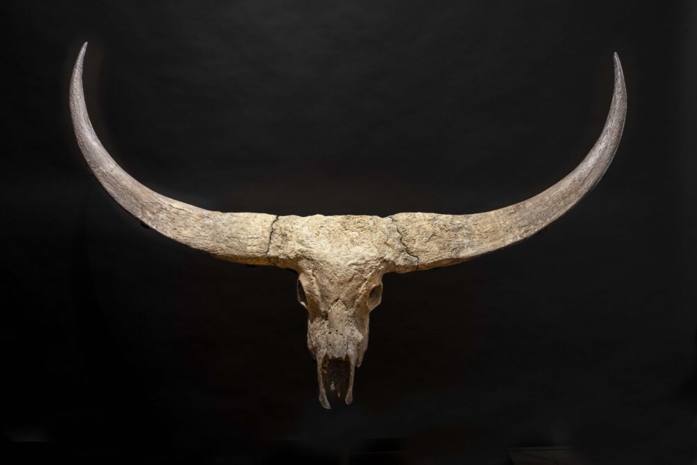 Magnifico trofeo fossile Bovino. Bubalus paleokarabau, mammifero erbivoro della sottofamiglia dei bovini. Tardo Pleistocene. Stima: 20.000-25.000€. Venduto a: 24.000€